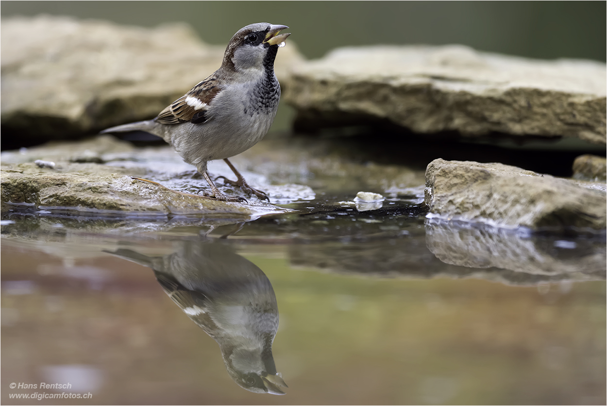 An der Tränke im Garten