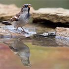 An der Tränke im Garten