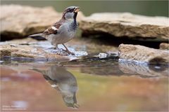 An der Tränke im Garten