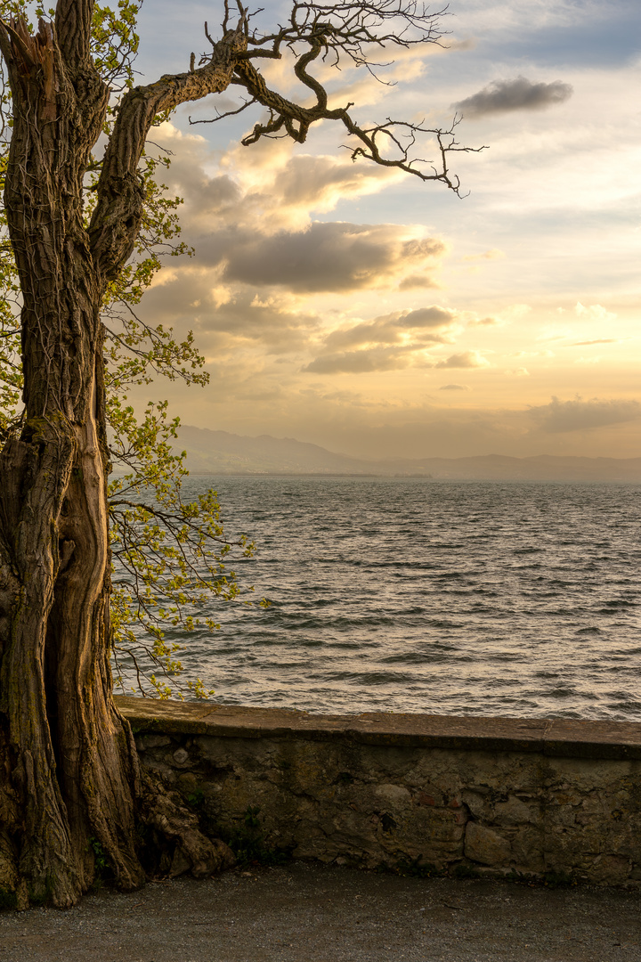 an der Ufermauer...