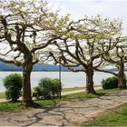 An der Uferpromenade von Radolfzell am Bodensee