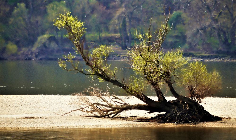 An der ungarischen Donau