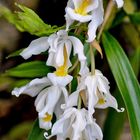 An der Universität nennt man es Orchideenfächer