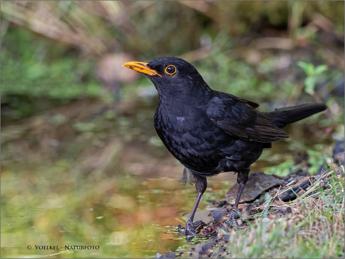 An der Vogeltränke