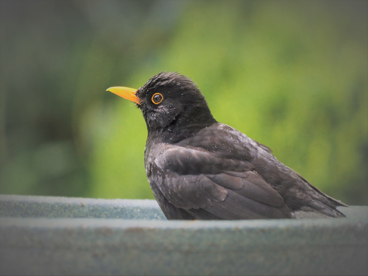 An der Vogeltränke 1