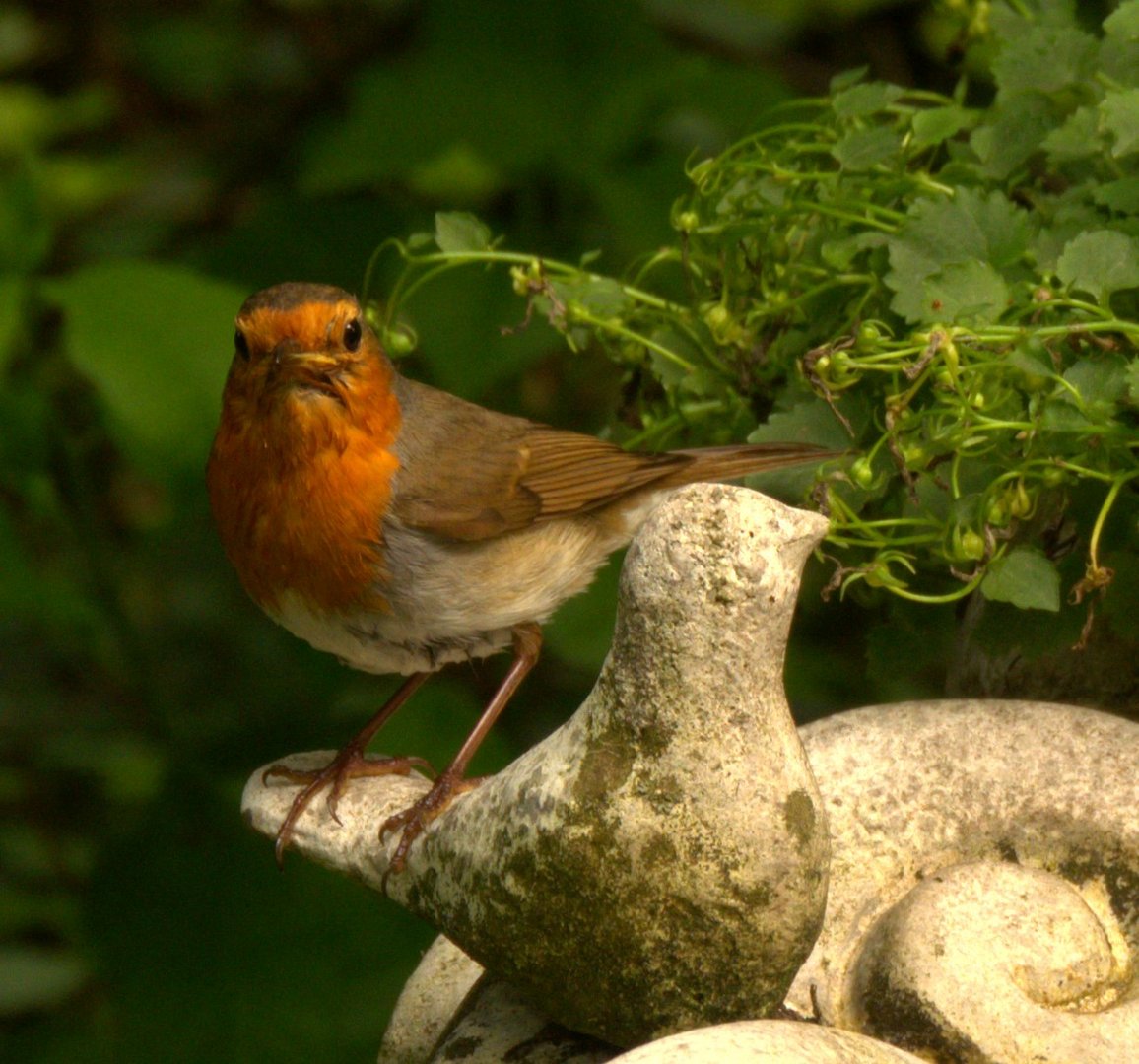 An der Vogeltränke