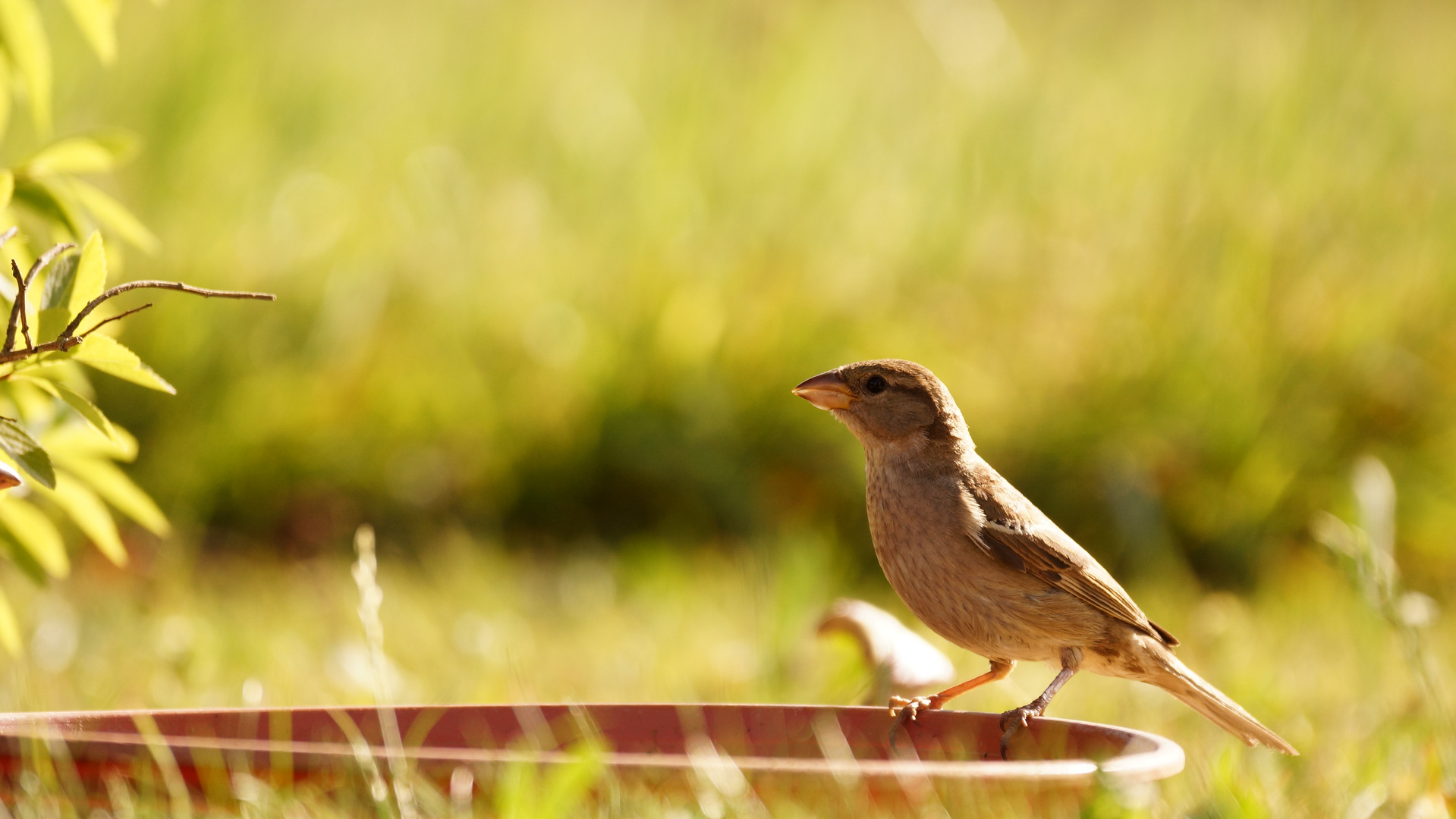 An der Vogeltränke