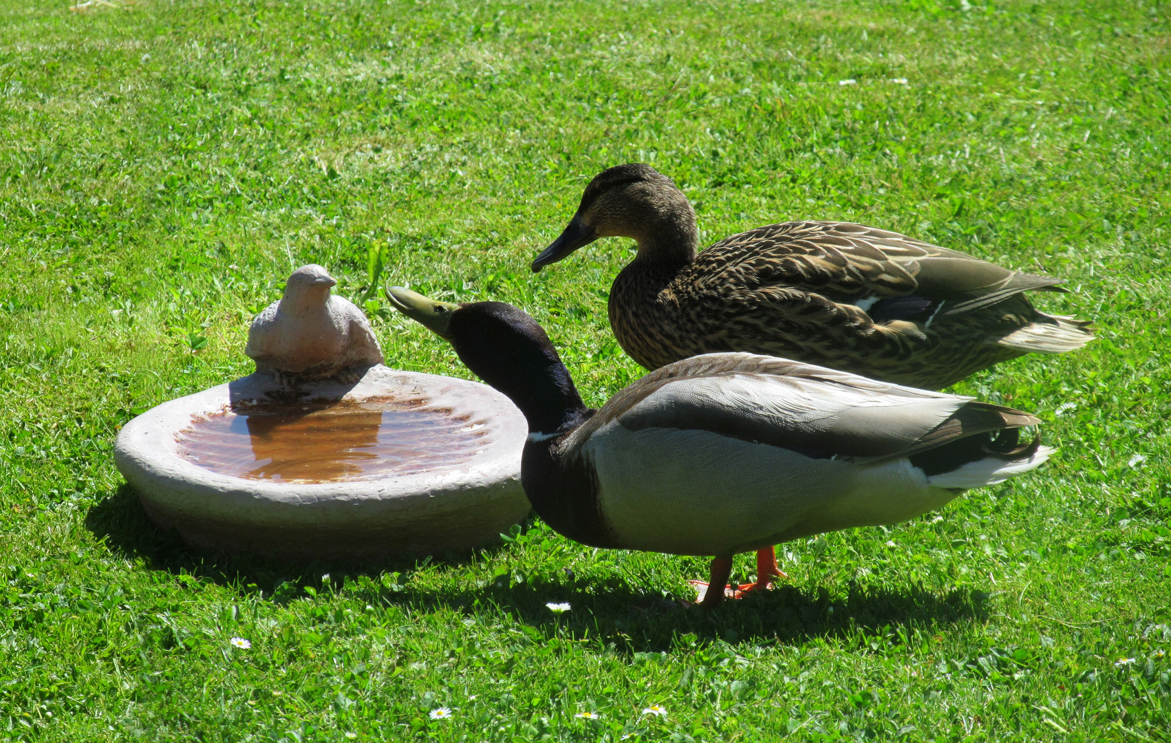 an der Vogeltränke ... 