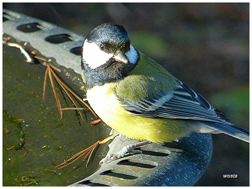 An der Vogeltränke