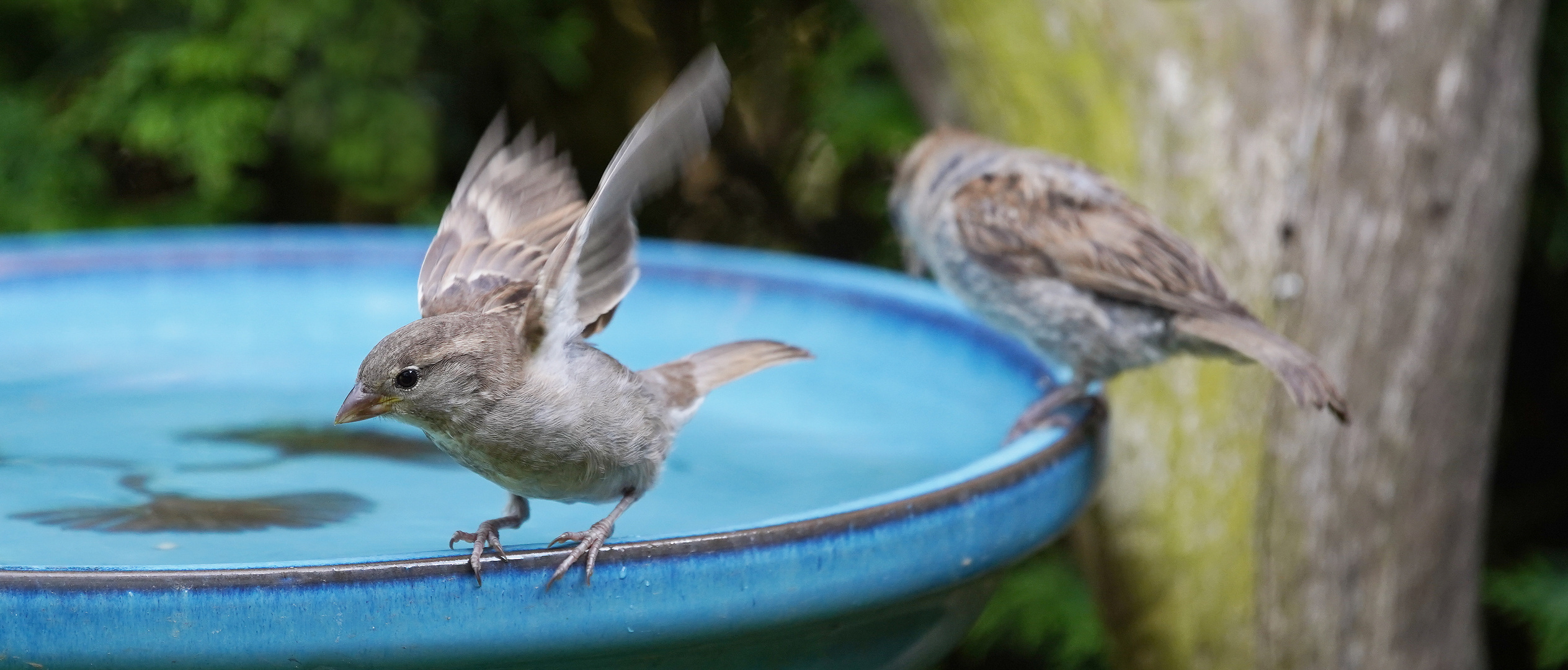 An der Vogeltränke