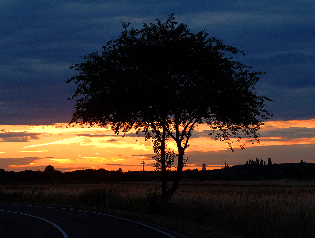 An der Wahner Str. mit Baum, Dom, Colonius und Weite+Feld