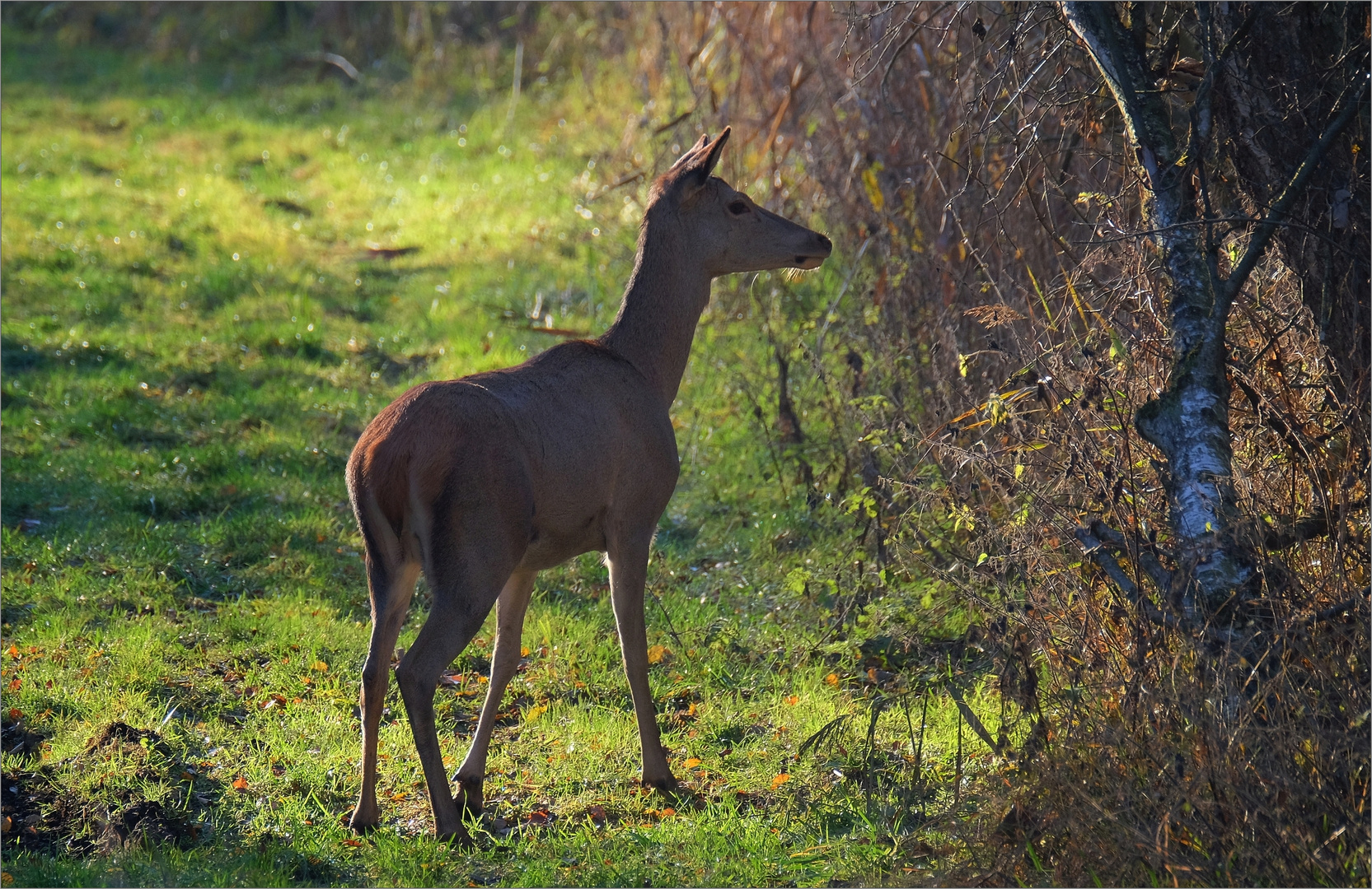 ...an der waldwiese