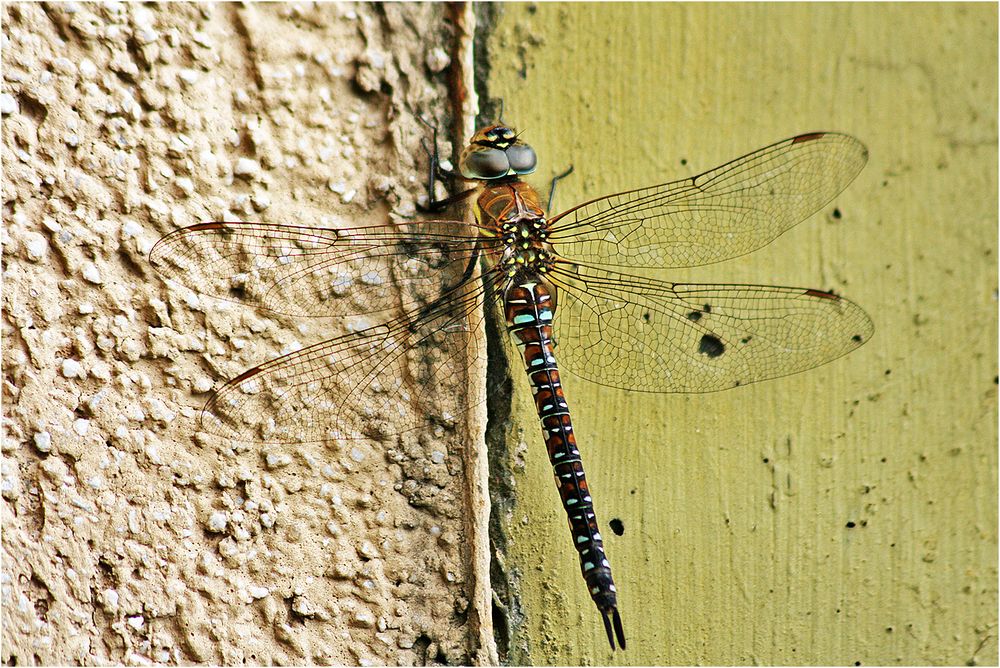 An der Wand, auf der Lauer....