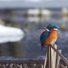 An der Wasserkante... Eisvogel, weibl. 