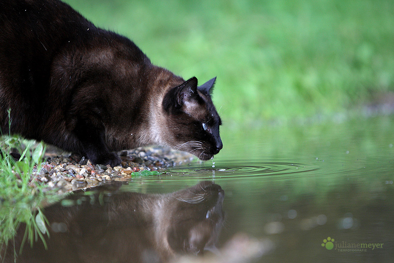 An der Wasserstelle