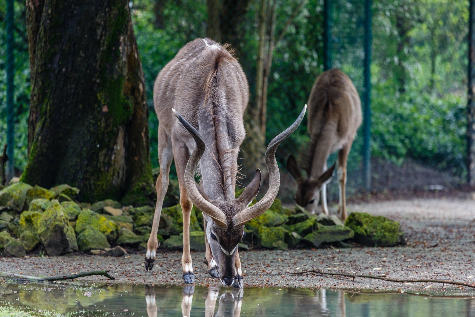 An der Wasserstelle