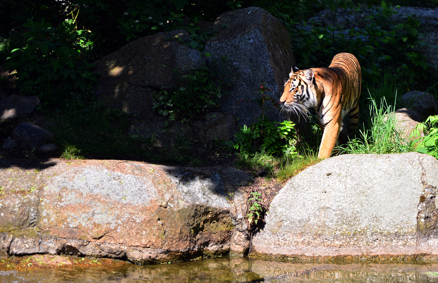 an der Wasserstelle