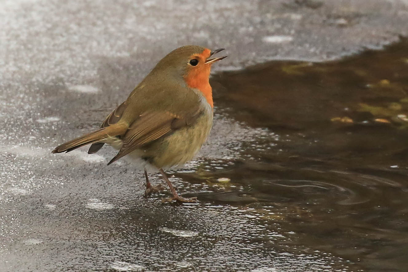 ..... an der Wasserstelle