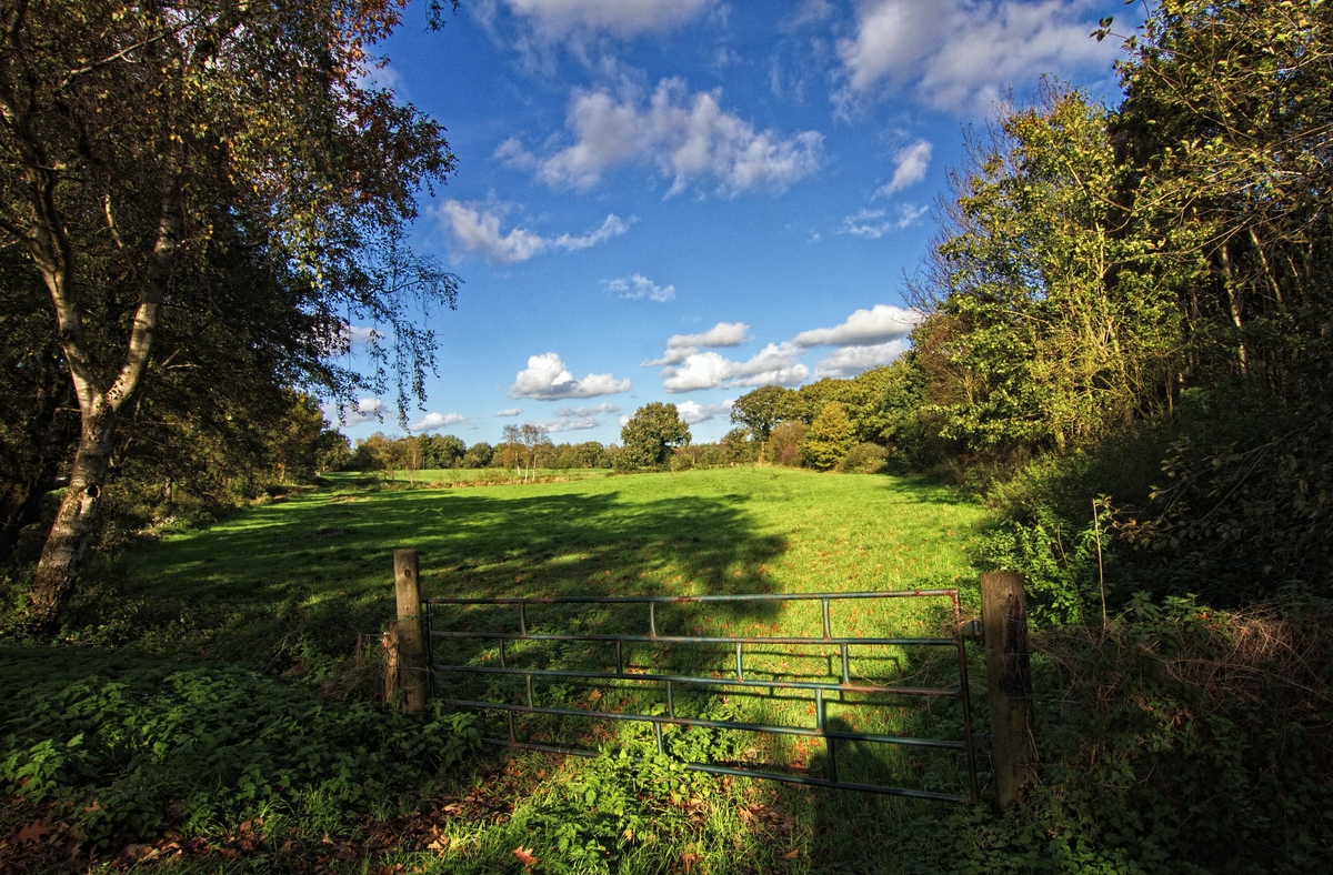 An der Weide