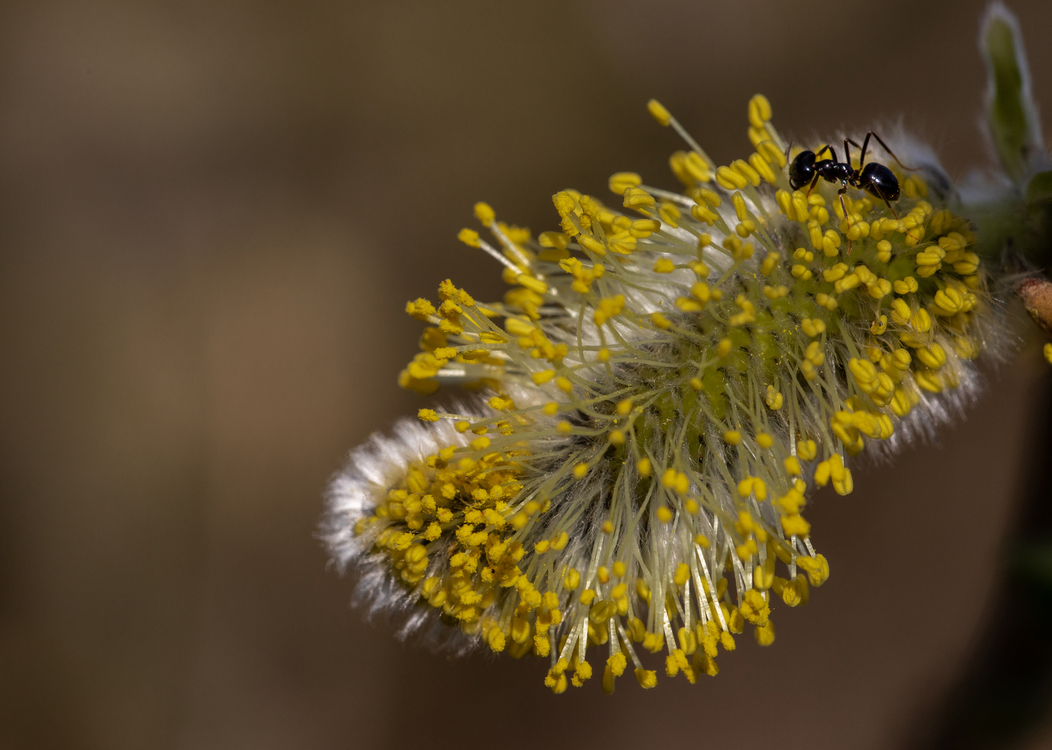 An der Weidenblüte