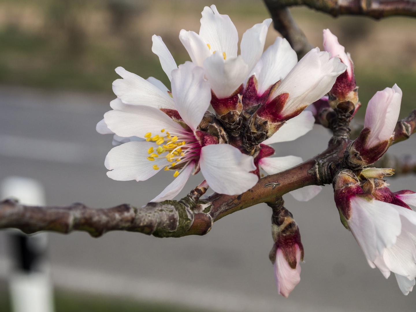 An der Weinstraße beginnt die Mandelblüte