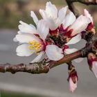 An der Weinstraße beginnt die Mandelblüte