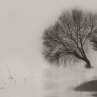 An der Weser in Minden bei Hochwasser und dichtem Nebel.