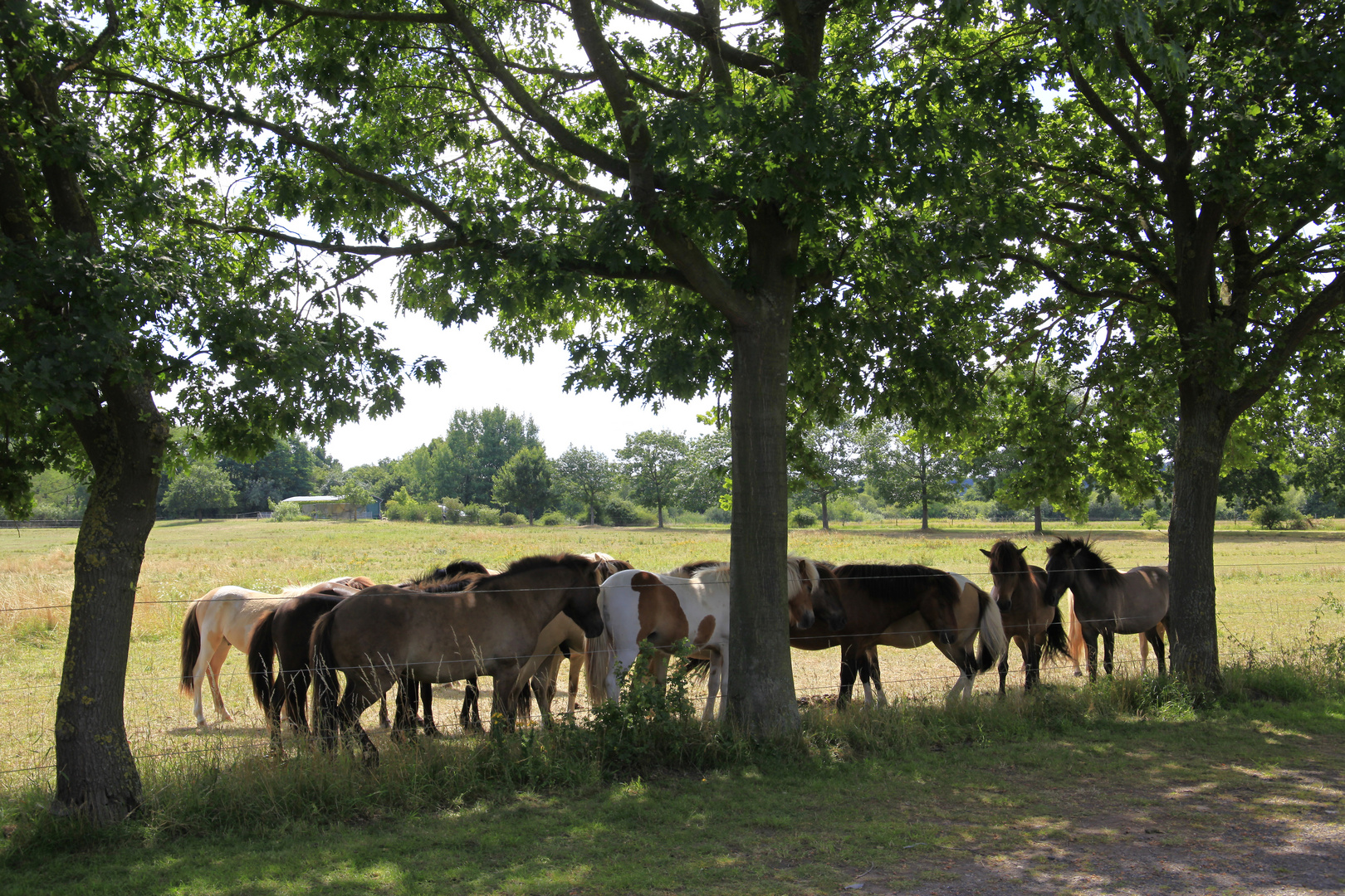 An der Weser Pferde im Schatten .