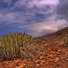 An der Westküste Fuerteventuras - kanarische Wolfsmilch bei Cofete