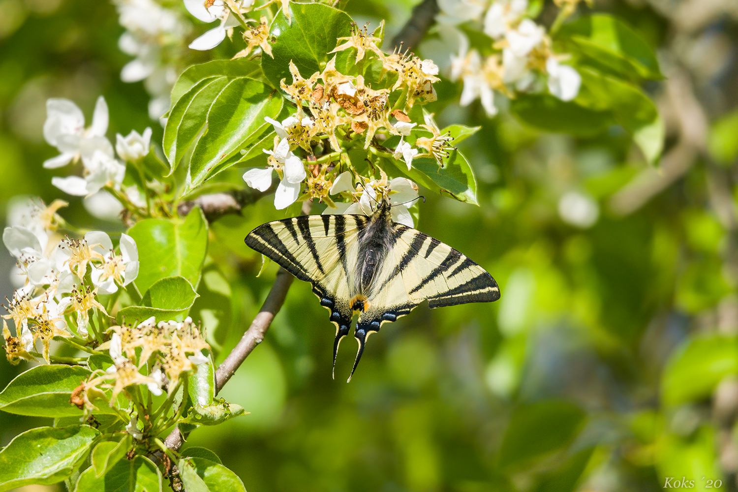 an der Wildbirne Foto & Bild makro, bäume, frühling Bilder auf