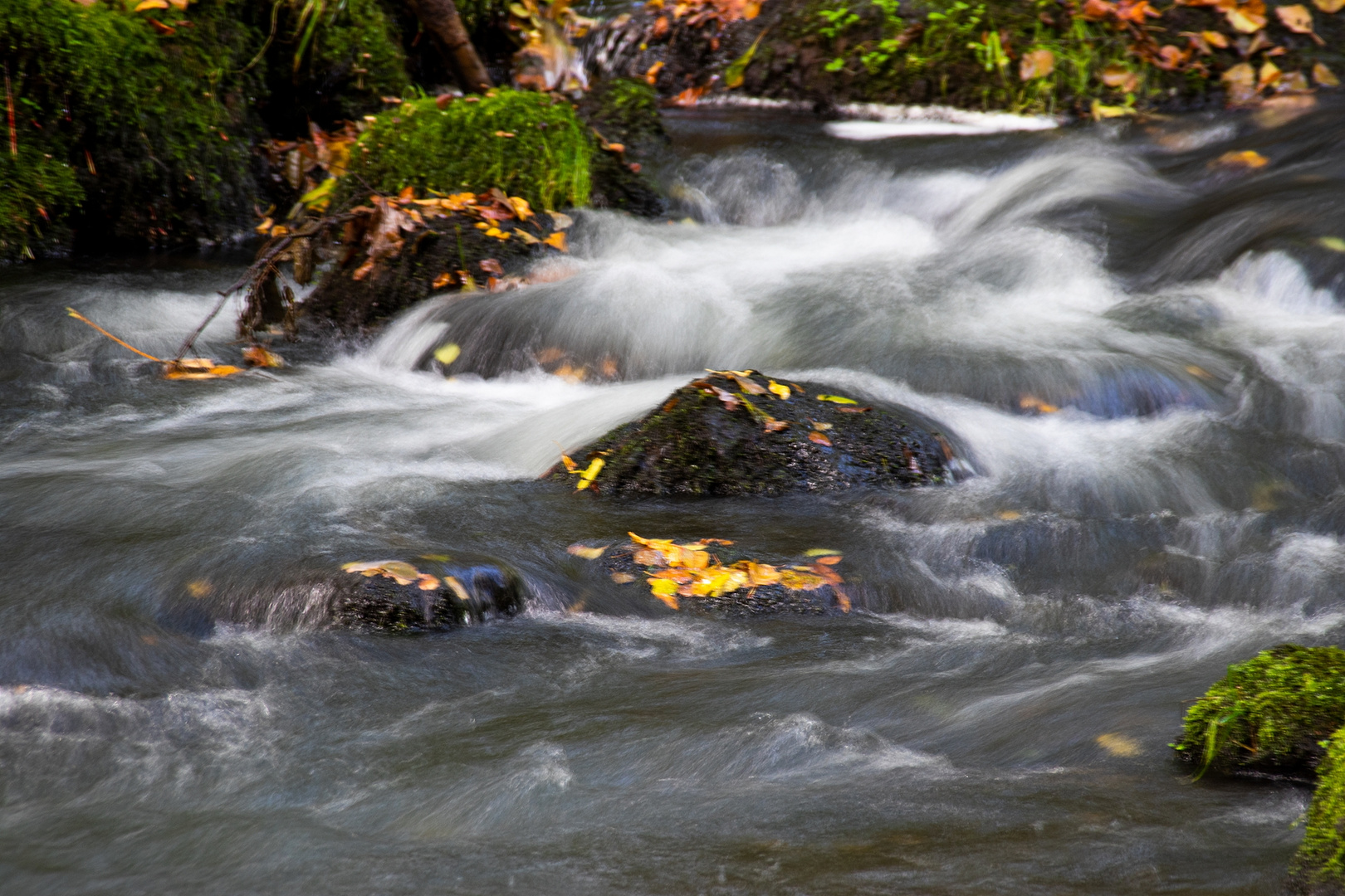 an der wilden Trieb