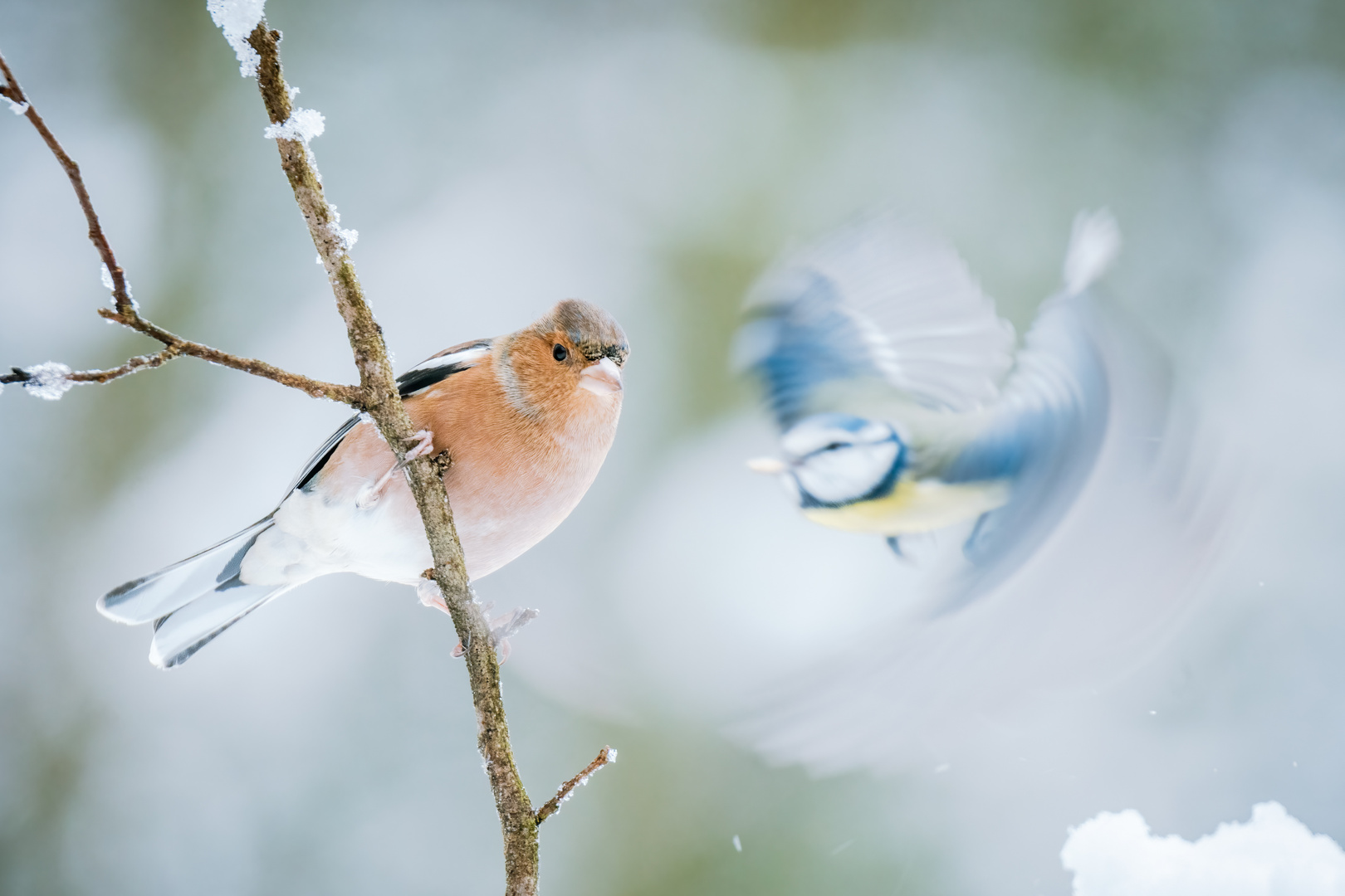 An der Winterfütterung