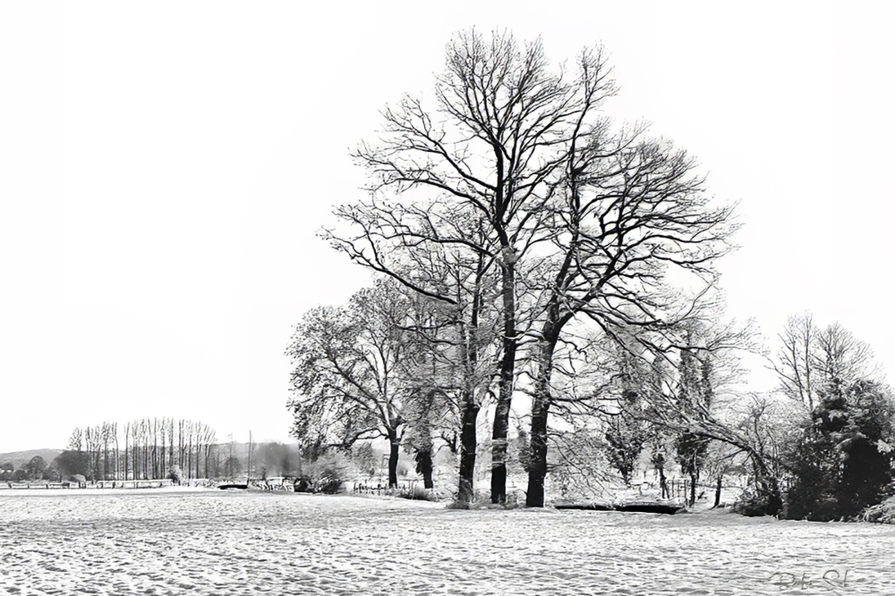 An die Bäume im Winter