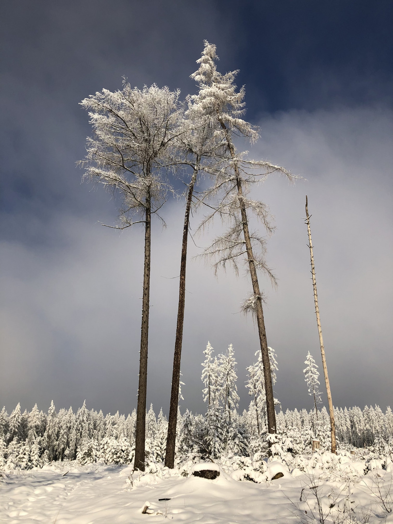 An die Bäume im Winter