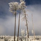 An die Bäume im Winter
