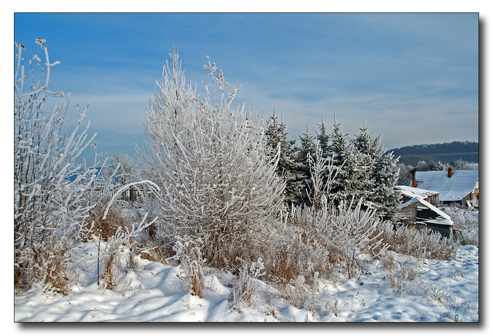 An die Bäume im Winter