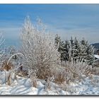 An die Bäume im Winter