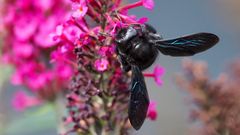 An die Imker unter euch - Hummel oder Biene?