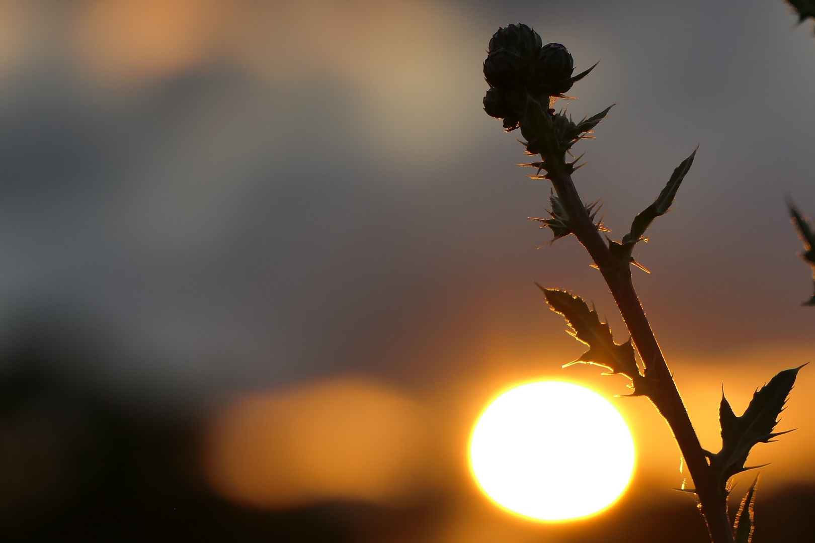 An die Sonne gelehnt