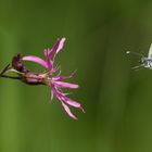 an die Zapfstelle fliegen