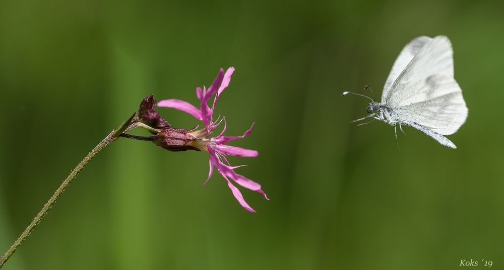 an die Zapfstelle fliegen