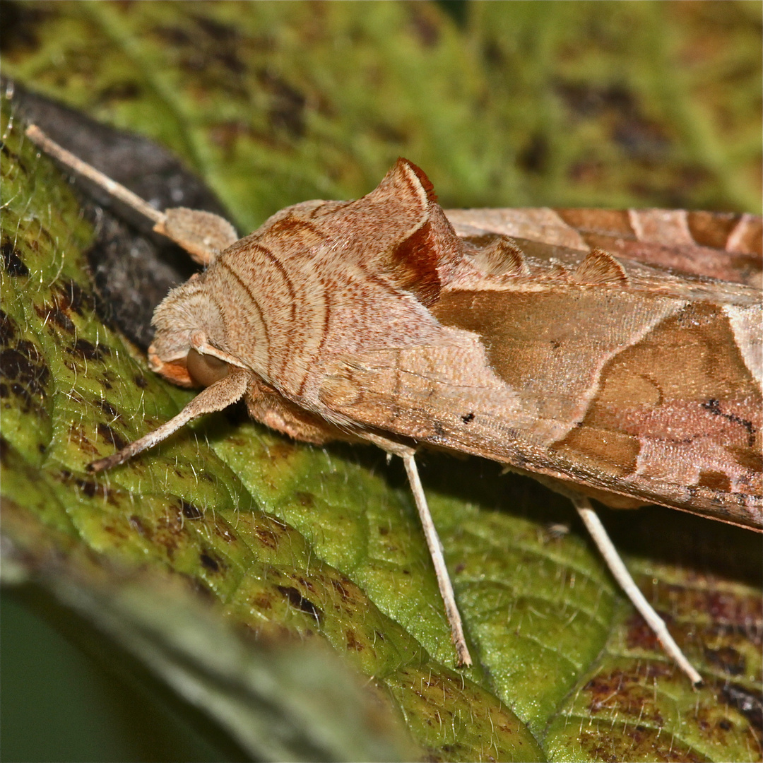 An dieser Achateule (Trigonophora meticulosa) . . .