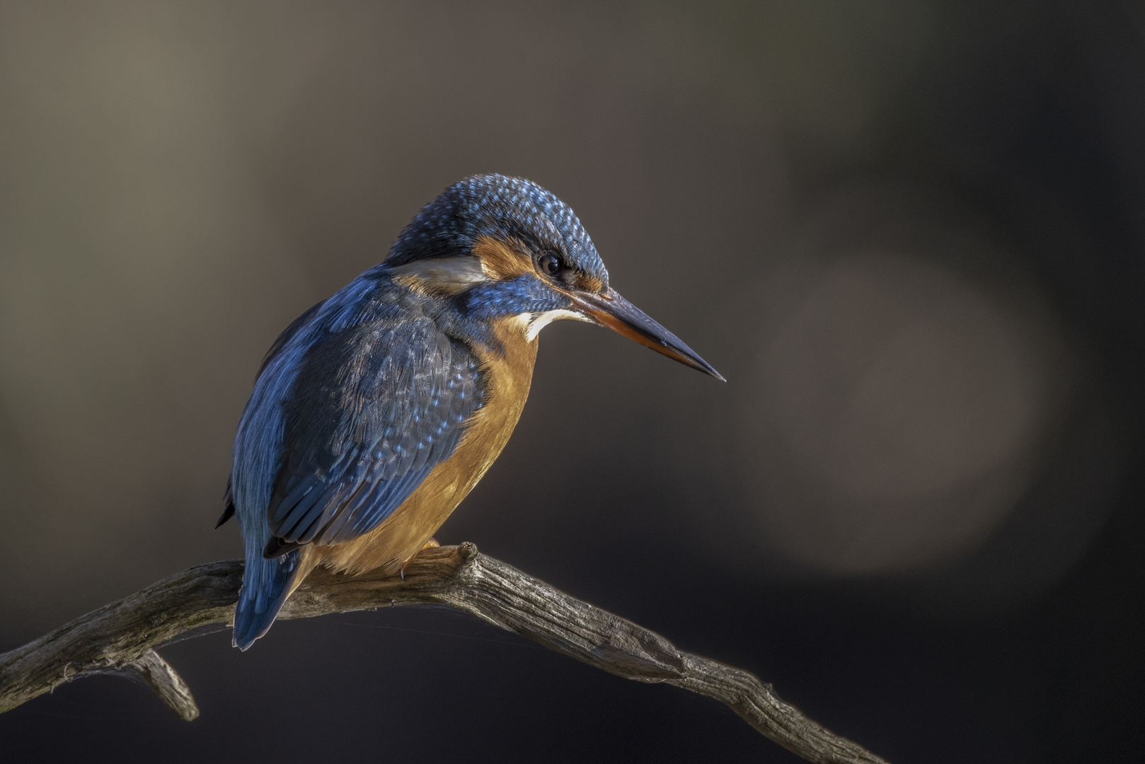 An dunklen Tagen kommen die Farben des Eisvogelweibchens noch besser zur Geltung