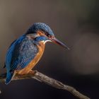 An dunklen Tagen kommen die Farben des Eisvogelweibchens noch besser zur Geltung