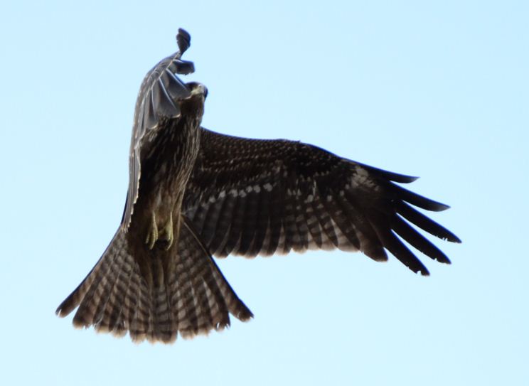 An Eagle around the corner..!!