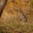 An Early Morning Visitor, Drops In To Our Campsite!!