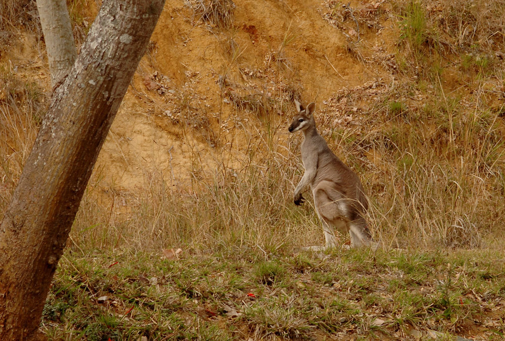 An Early Morning Visitor, Drops In To Our Campsite!!