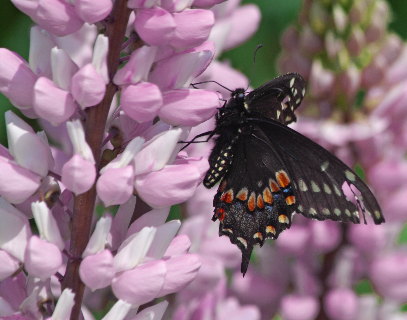 An Eastern Black Swallowtail  (Papilio polyxenes)