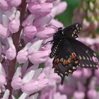 An Eastern Black Swallowtail  (Papilio polyxenes)