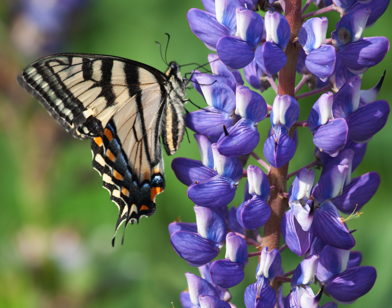 An Eastern Swallowtail  (Papilio glaucus)